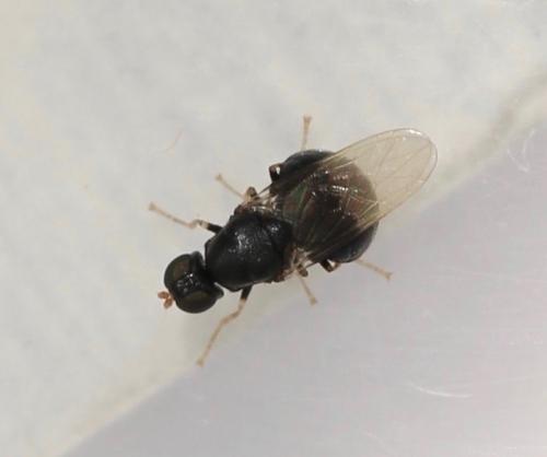 Pachygaster atra